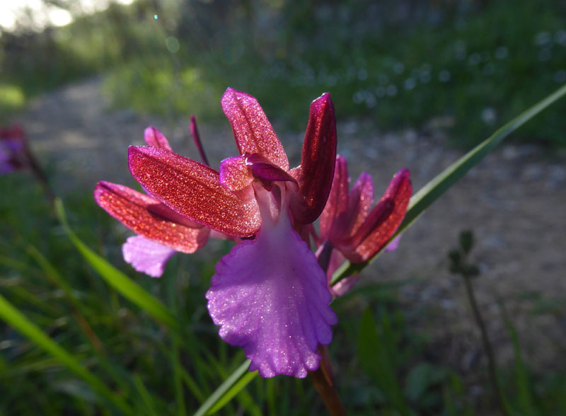 Anacamptis papilionacea ( e Anacamptis x gennarii)